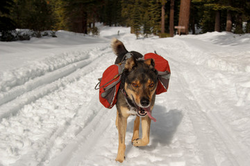 Mixed breed Rotweiller Husky rescue with dog backpack plays outside in snow