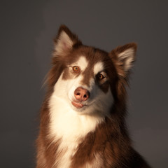 Siberian husky in happiness