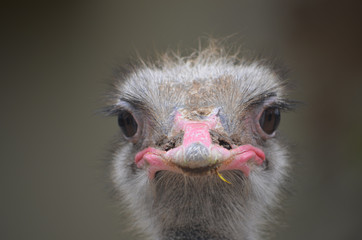 An Ostrich head close up