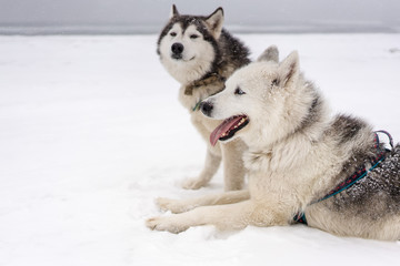 Team of sled dogs in a blizzard