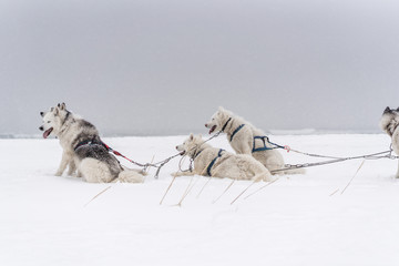 Team of sled dogs in a blizzard