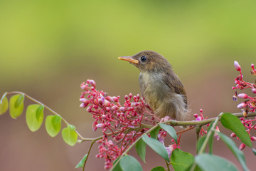 Bar winged prinia