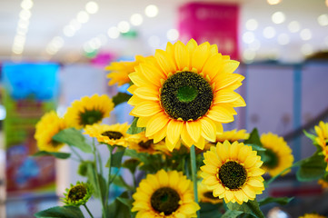 The sunflowers blooming.