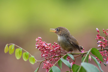 Bar winged prinia