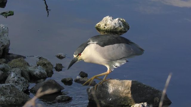 Black-crowned Night-Heron walking on rocks 