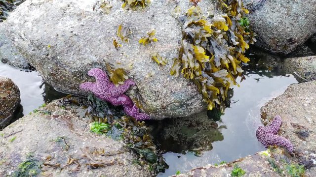 Ochre starfish (Pisaster ochraceus) also known as purple sea star at Whytecliff park, British Columbia, Canada
