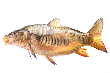 Fish carp