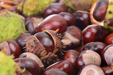 Medical chestnut