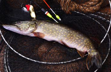 Fishing on a pike