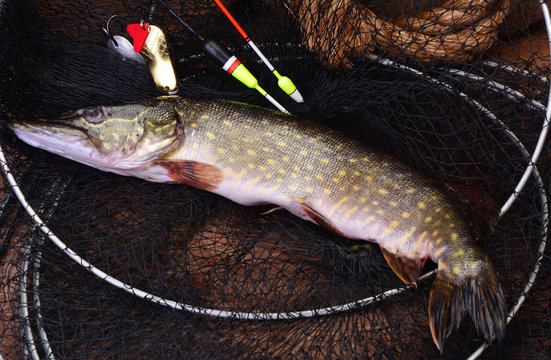 Fishing on a pike