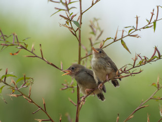 Bar winged prinia