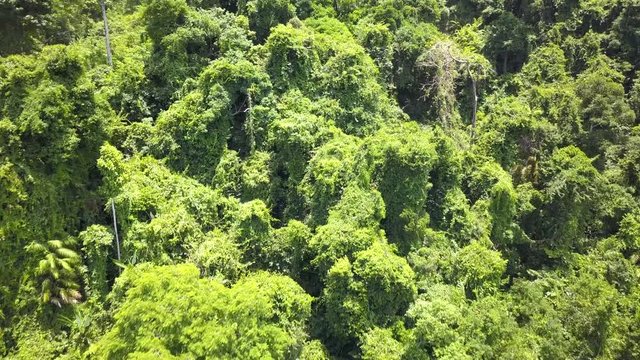 4k aerial drone footage flying low over the tree canopy of a dense tropical rain forest