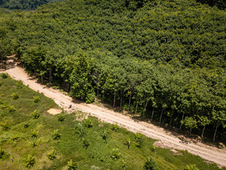 Aerial view of rainforest deforestation to grown palm oil