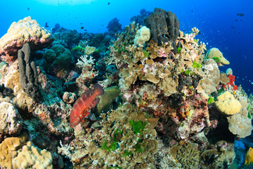 Fototapeta na wymiar Hard corals and tropical fish on a reef
