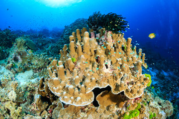 Naklejka na ściany i meble Hard corals and tropical fish on a reef