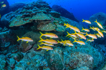 Fototapeta premium Small school of snapper on a reef