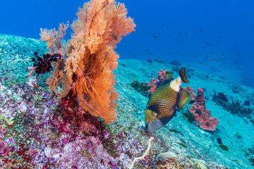 Titan Triggerfish feeding on a coral reef