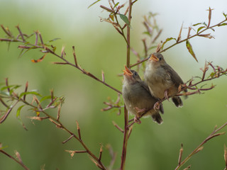 Bar winged prinia