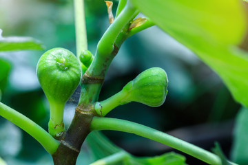 The green figs in the garden.