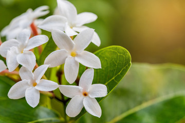 Obraz premium Beautiful little flowers in the garden.