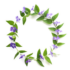 ツルニチニチソウの花輪