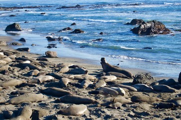Sea Lions at Monterey Bay, California - USA