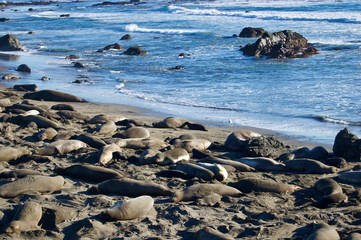 Sea Lions at Monterey Bay, California - USA