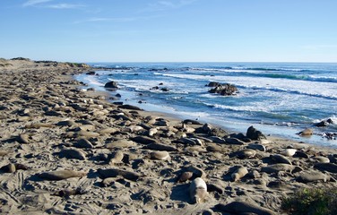 Sea Lions at Monterey Bay, California - USA