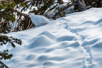 Willow ptarmigan