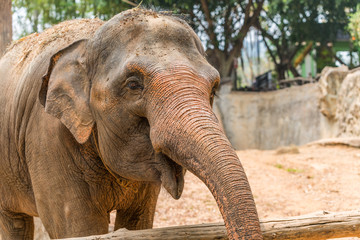 The Thai elephant is classed as one of endangered species.