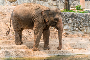The Thai elephant is classed as one of endangered species.
