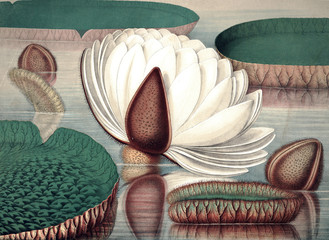 Panele Szklane Podświetlane  Ilustracja rośliny