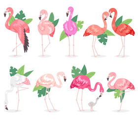 Flamingo vector tropical pink flamingos and exotic bird with palm leaves illustration set of fashion birdie in tropics isolated on white background