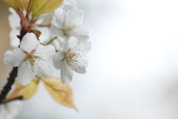 枝垂れ桜