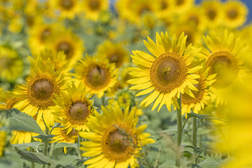 Sunflower field