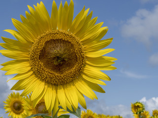 Sunflower field