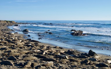 Sea Lions at Monterey Bay, California - USA