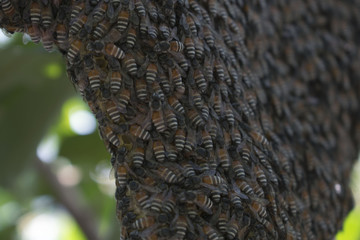 Honey Bee Apis Florea