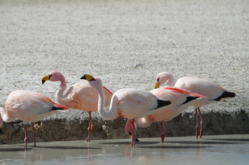 Flamingos on Laguna Hedionda, in the Reserva Nacional Eduardo Avaroa, Bolivia.