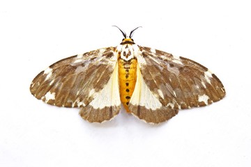 Moth on white background,Yellow butterfly body with white and brown stripes on wings,Thailand
