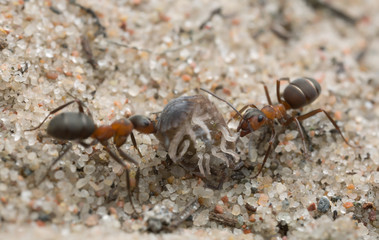 Wood ants, Formica transporting woodlouse