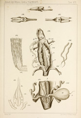 Illustration of animal