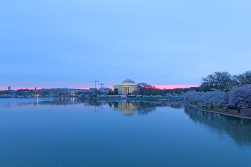 Obraz premium Cherry trees around Thomas Jefferson Memorial at quiet sunrise in Washington DC, USA. US capital panorama near Tidal Basin during Cherry Blossom peak bloom in spring.
