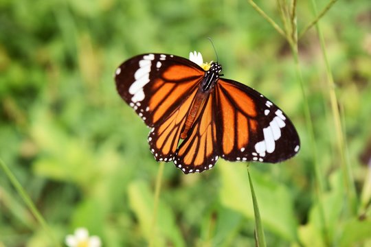Common Tiger, Danaus genutia,Patterned orange white and black color on butterfly wing, Butterfly seeking nectar on the Spanish Needle flower in the field with natural green background