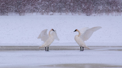Swans are having fun time in snowstorm © Yan