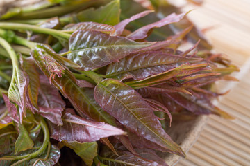 Closeup of  fresh Toona sinensis. Trees, food.