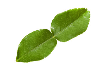 Kaffir lime leave isolated on white with clipping path