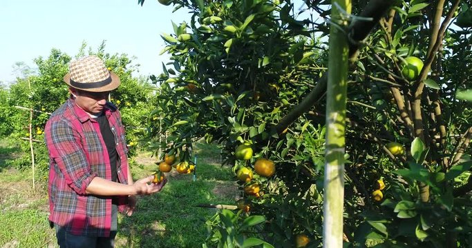 Farmer man  look Orange tree in the orange garden