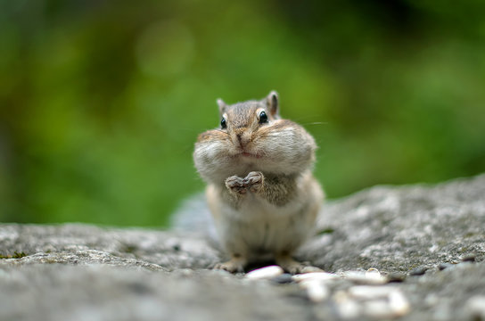 Chipmunk with cheeks full of nuts and seeds 6