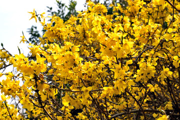 レンギョウ 黄色い花